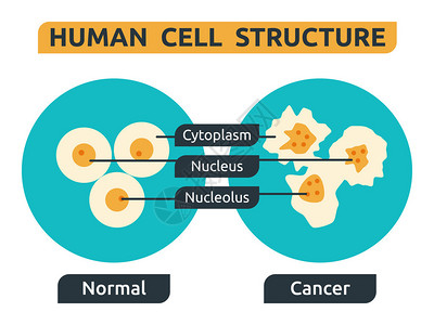 细胞结构说明正常背景图片