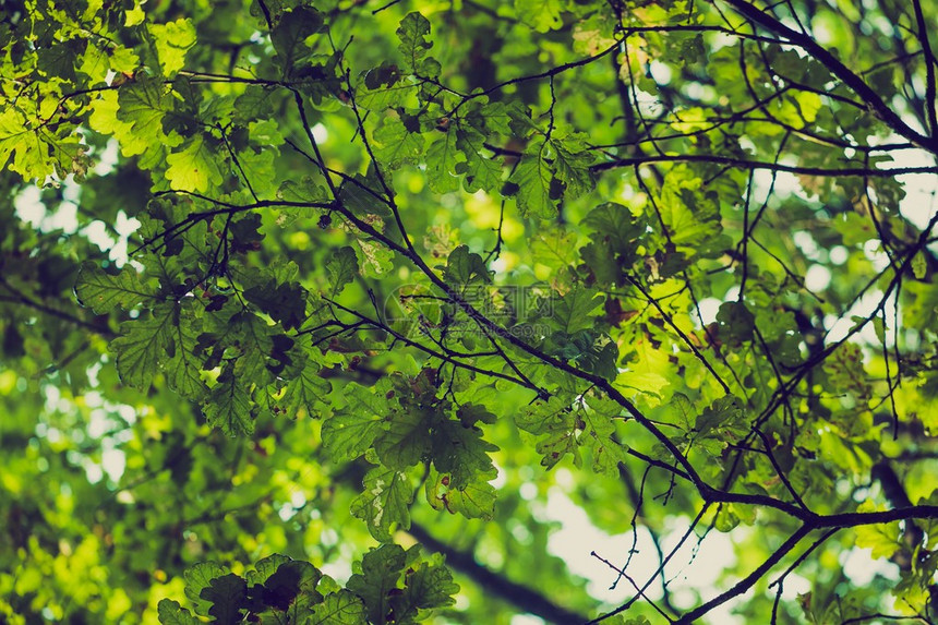 夏季森林绿树枝抽象背景的原始照片图片