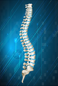 蓝色插图上的人体脊柱图图片