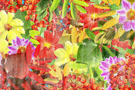 秋叶抽象背景图片