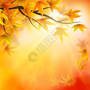 秋天的背景与树枝和落叶枫图片