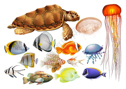 不同种类的海洋动物插图图片