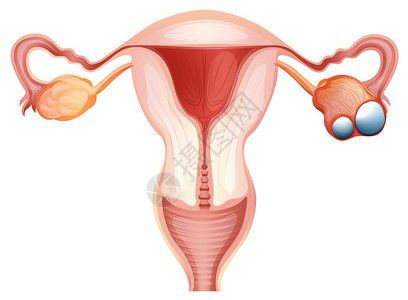 妇女插图中的Ovar图片