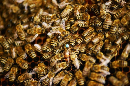 养蜂蜜中一大批蜜蜂图片