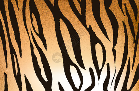 Bengal老虎条形图图片