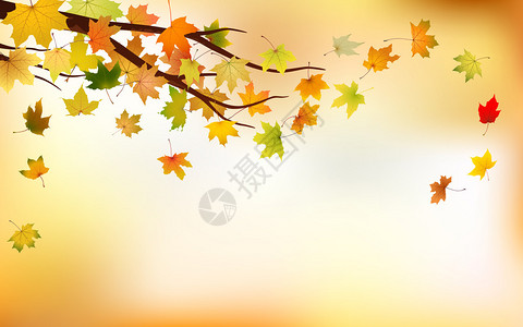 自然背景下有秋天枫叶的树枝矢量图解背景图片