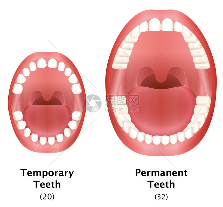 比较儿童的临时牙齿和成人天然牙列的恒牙白色背景上的图片