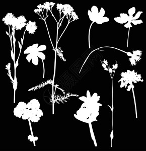 插图与黑色的野花剪影图片