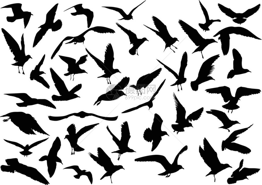 插图与黑色海鸥剪影集合在白色图片
