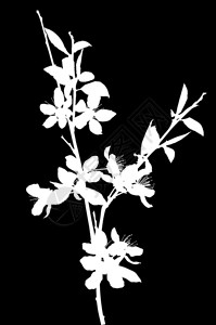 黑色背景的樱桃树花插图用图片