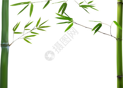 以白色背景上孤立的绿竹枝图片