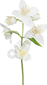 用白色的茉花插图将白色背景上的白图片