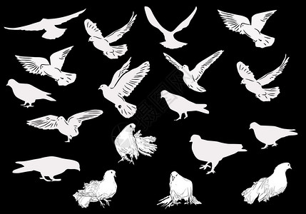 黑色背景的十九只白鸽子用19图片