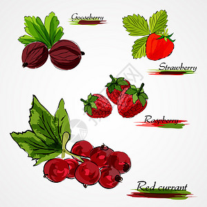 一套手绘矢量成熟全果醋栗草莓覆盆子和红醋图片