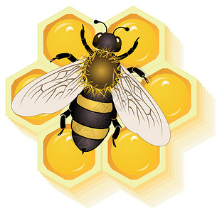 蜂蜜细胞矢量eps背景图片