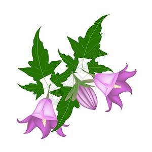 美丽的花朵甘巴努拉罗顿迪奥利亚花朵的插图或树枝上绿色叶子的图片