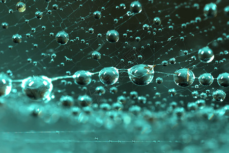 蜘蛛网上水滴的抽象图像特写图片