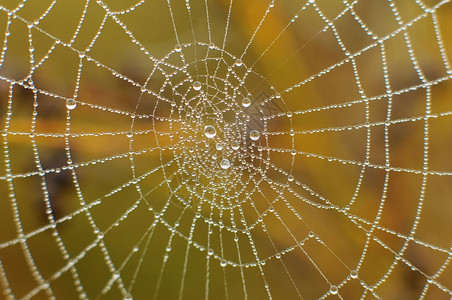 蜘蛛网与晨露的照片图片