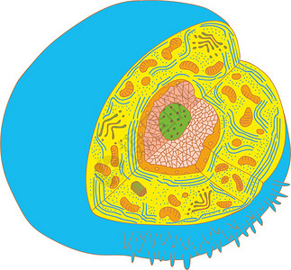 中心粒单元格结构的插图插画