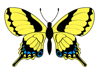 蝴蝶昆虫的矢量图解背景图片