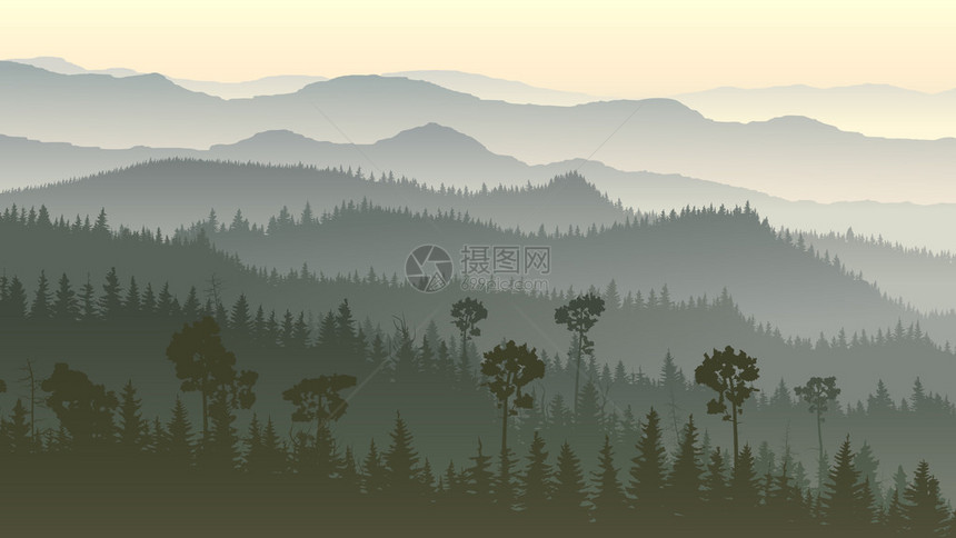 早晨有雾的针叶林山丘的水平插图图片