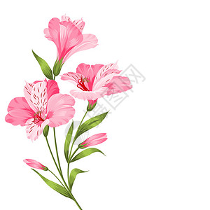 Alstromeria粉红色枝条被白色隔开图片