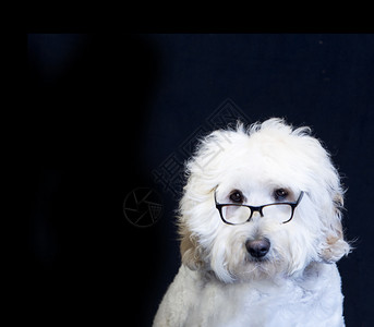 穿着黑色眼镜的可爱和滑稽白色金涂鸦宠物图片