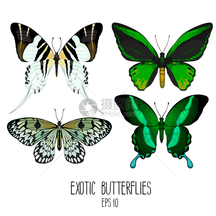 异国情调的蝴蝶系列在白色背景上分离的矢量昆虫图片