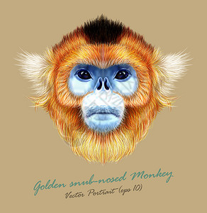 金丝猴野生动物蓝脸矢量亚洲日本有趣的红发灵长类动物肖像丛林金猿逼插画