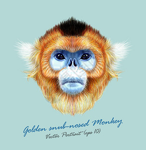 金丝猴猴金丝猴野生动物蓝脸矢量亚洲日本有趣的红发灵长类动物肖像丛林金猿逼插画
