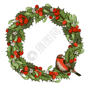 圣诞复古花环与冬青浆果和槲寄生红腹灰雀坐在花圈上手绘矢量图在白图片