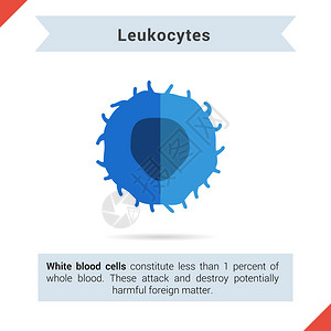 吞噬细胞平面图标Leukocytes单元格及其组件插画
