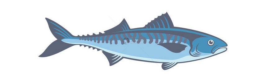 蓝色鱼鲭矢量图图片