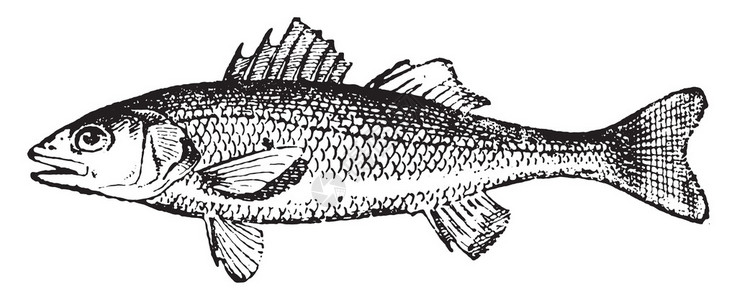 鲁比卡普拉欧洲鲈鱼插画