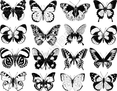 各种蝴蝶的矢量图像图片