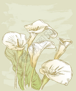 五朵马蹄莲的矢量图像背景图片
