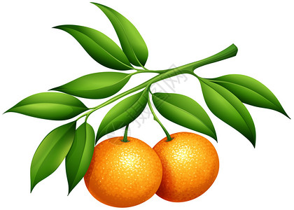 低脂食物橙子与茎和叶插图设计图片
