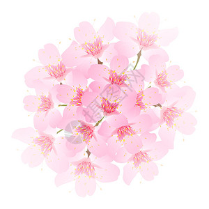 春樱花圣像背景图片