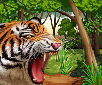 老虎在丛林中咆哮插画图片