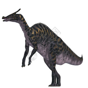 Saurolophophus是一只哈德罗苏尔食草恐龙生活在白鲸时期图片