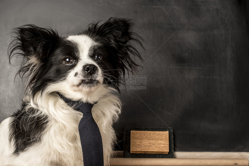 狗是系领带的学校黑图片
