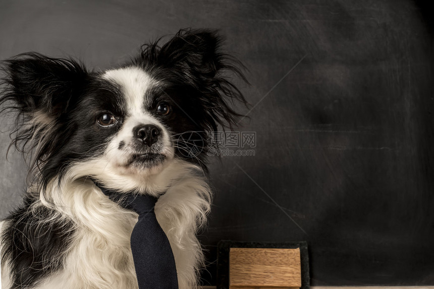 狗是系领带的学校教师黑图片