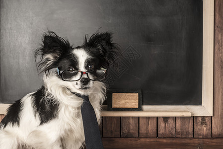 狗作为带眼镜和领带的学校黑图片