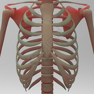 3D人类骨骼螺旋图片