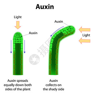 Auxins植物荷尔蒙用于图片
