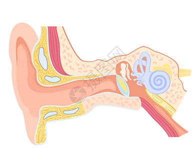 内耳人耳的基本解剖插画
