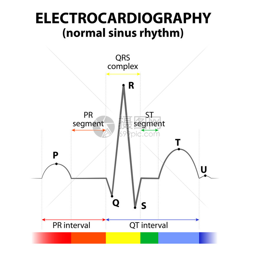 以正常鼻弦节奏的心脏ECG示意图表达式图片