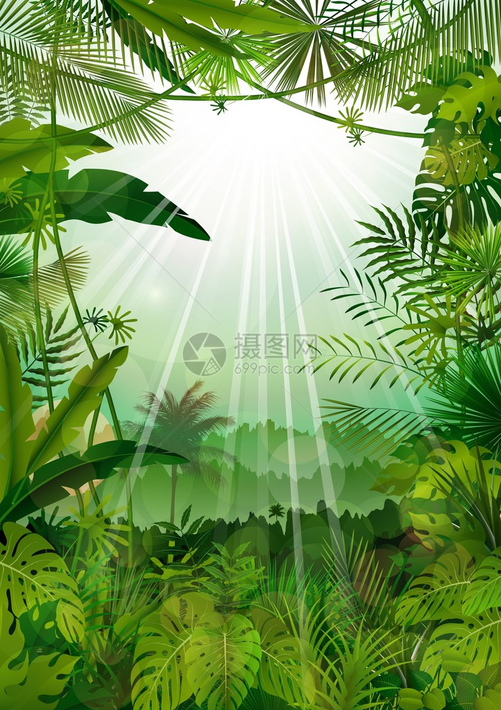 热带背景森林景观说明有阳图片