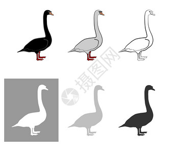 烧黑棕鹅鸡鹅一套六块白色黑的黑轮子用来储插画