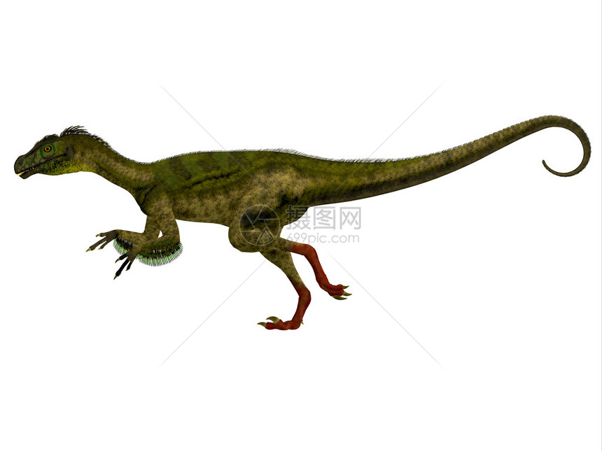 Ornitsholestes是一只小食肉恐龙图片